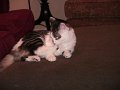 IMG_0448