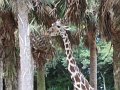 IMG_0541