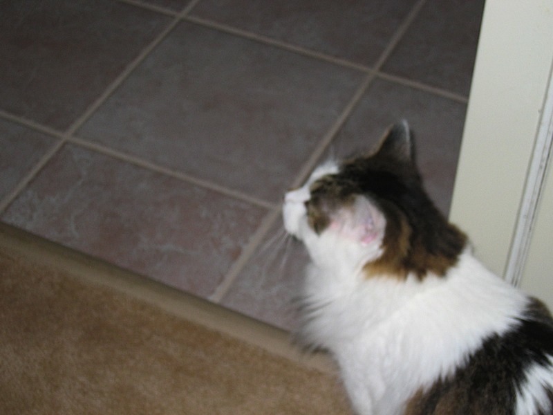 IMG_4235.jpg